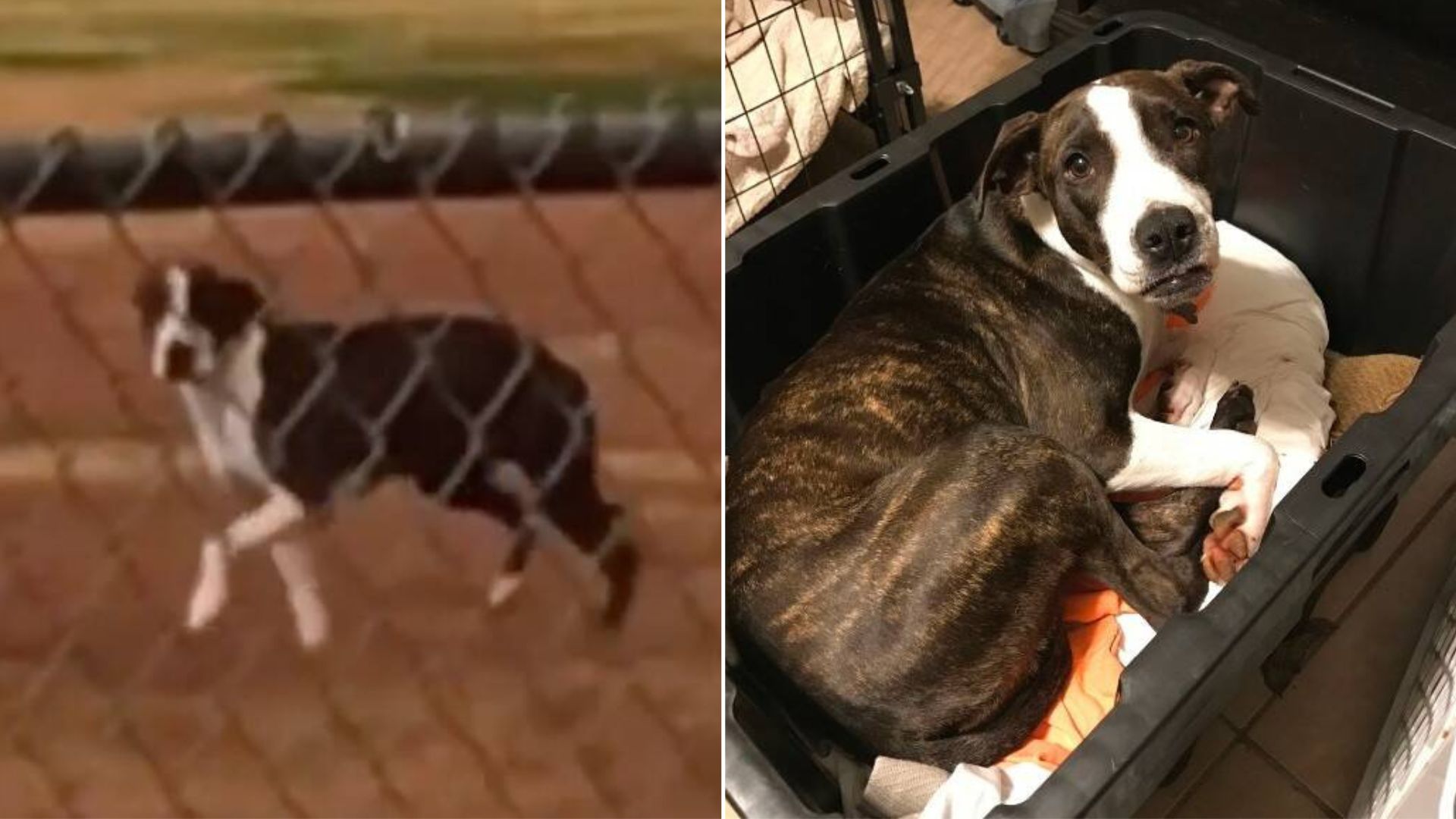 Fearful Dog Saved From A School Campus Now Has The Perfect Home