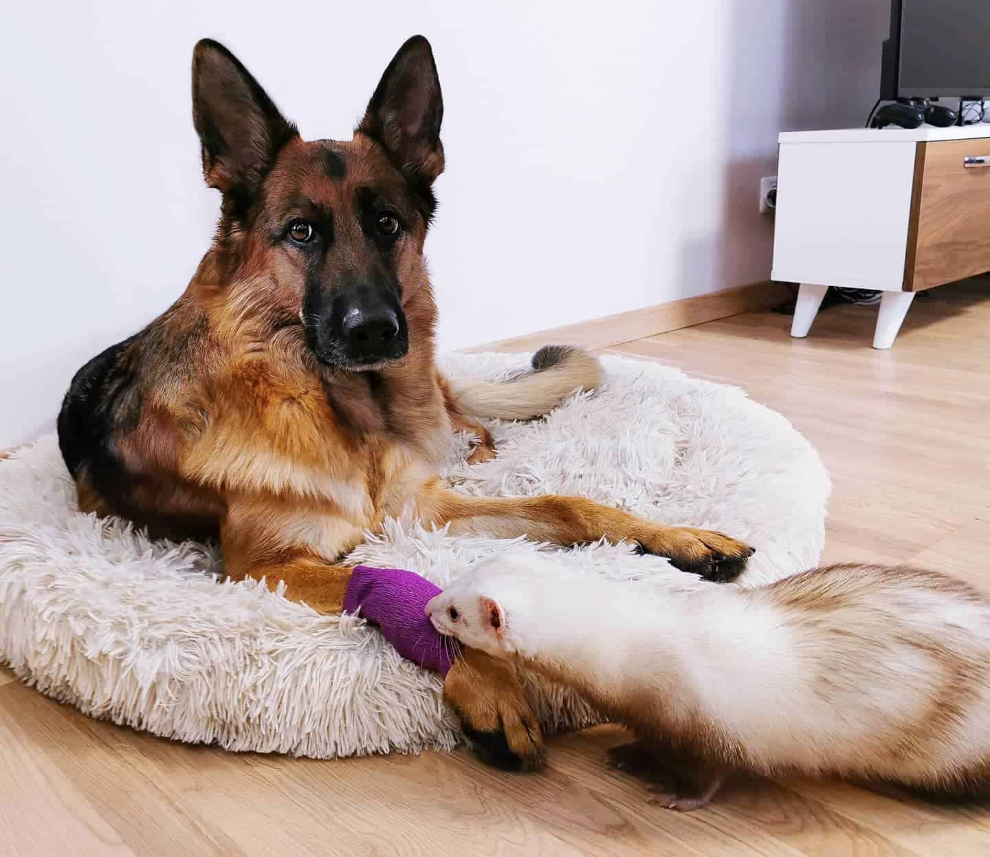 a ferret playing with a german shepherd