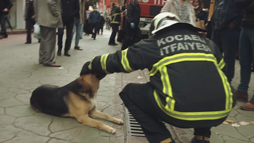 a fireman strokes a German shepherd