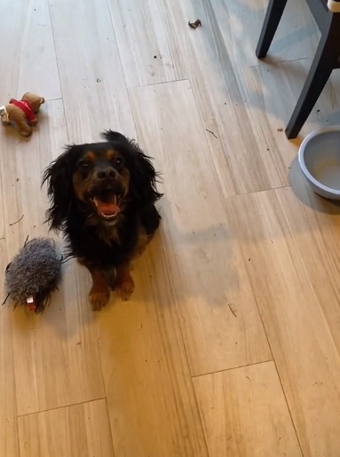 a foster puppy is sitting on a laminate floor and looking at the camera