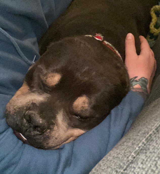 a foster puppy sleeps on a man's arm