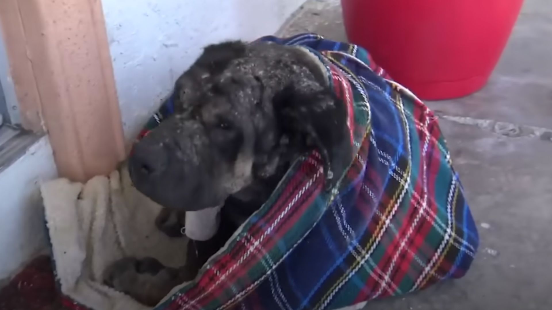 Stray Dog Randomly Chooses A Family Porch To Be His New Home