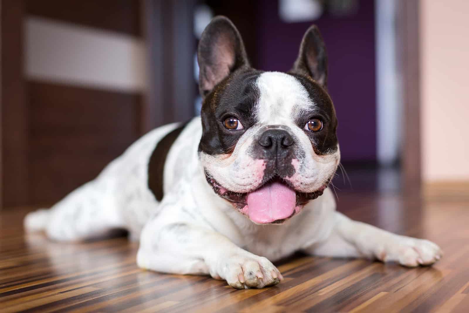 a french bulldog lies in a house