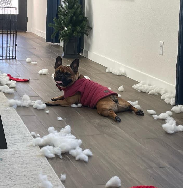 a french bulldog lies on the laminate next to a scattered sponge