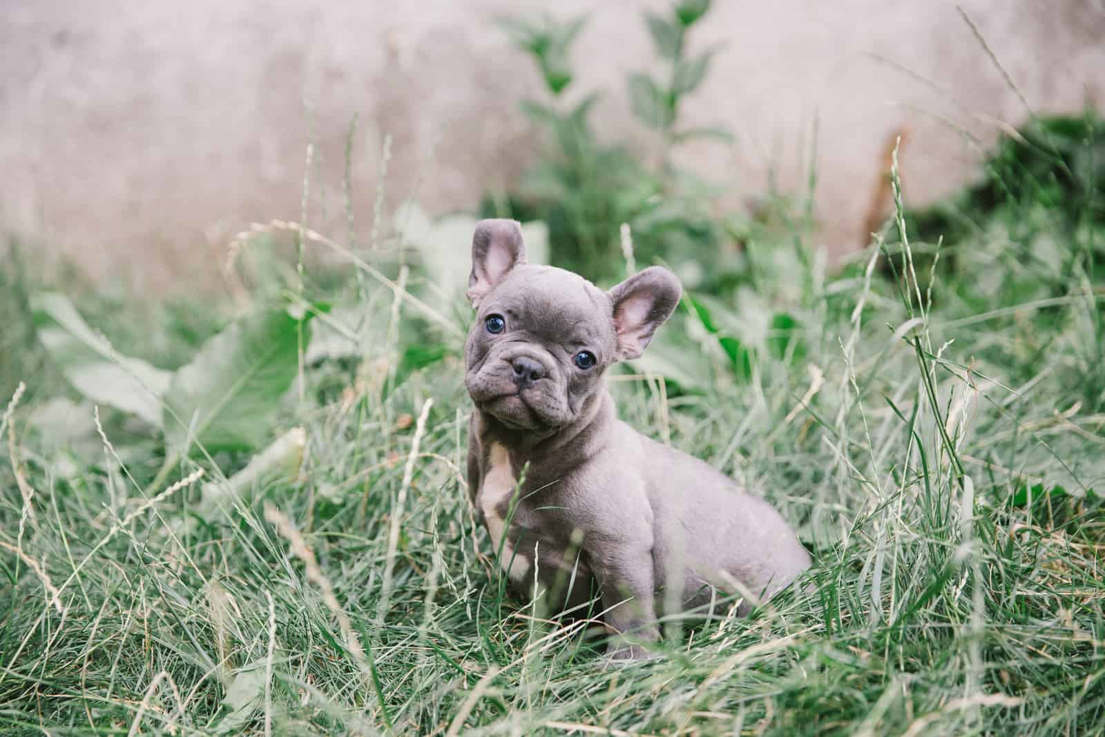 a french bulldog puppy sitting in the grass