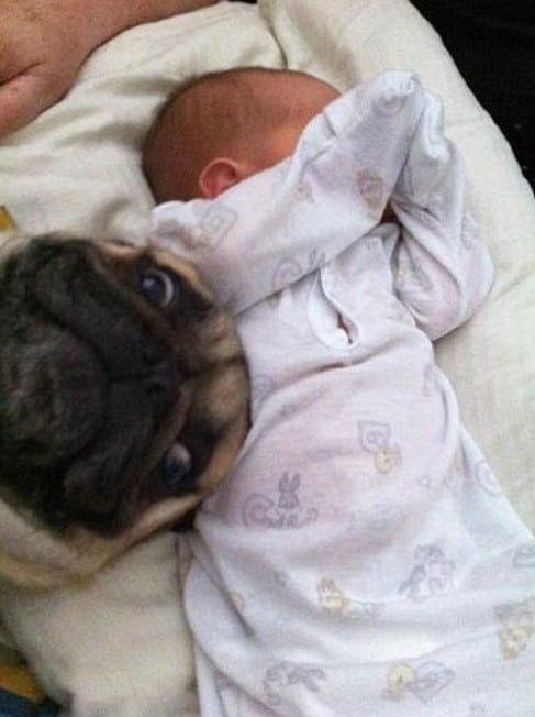 a French bulldog takes a picture with a child