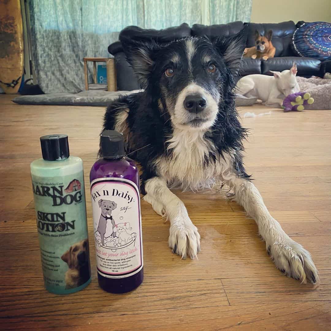 a freshly bathed dog lies on the floor