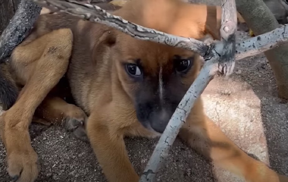 a frightened dog in the forest