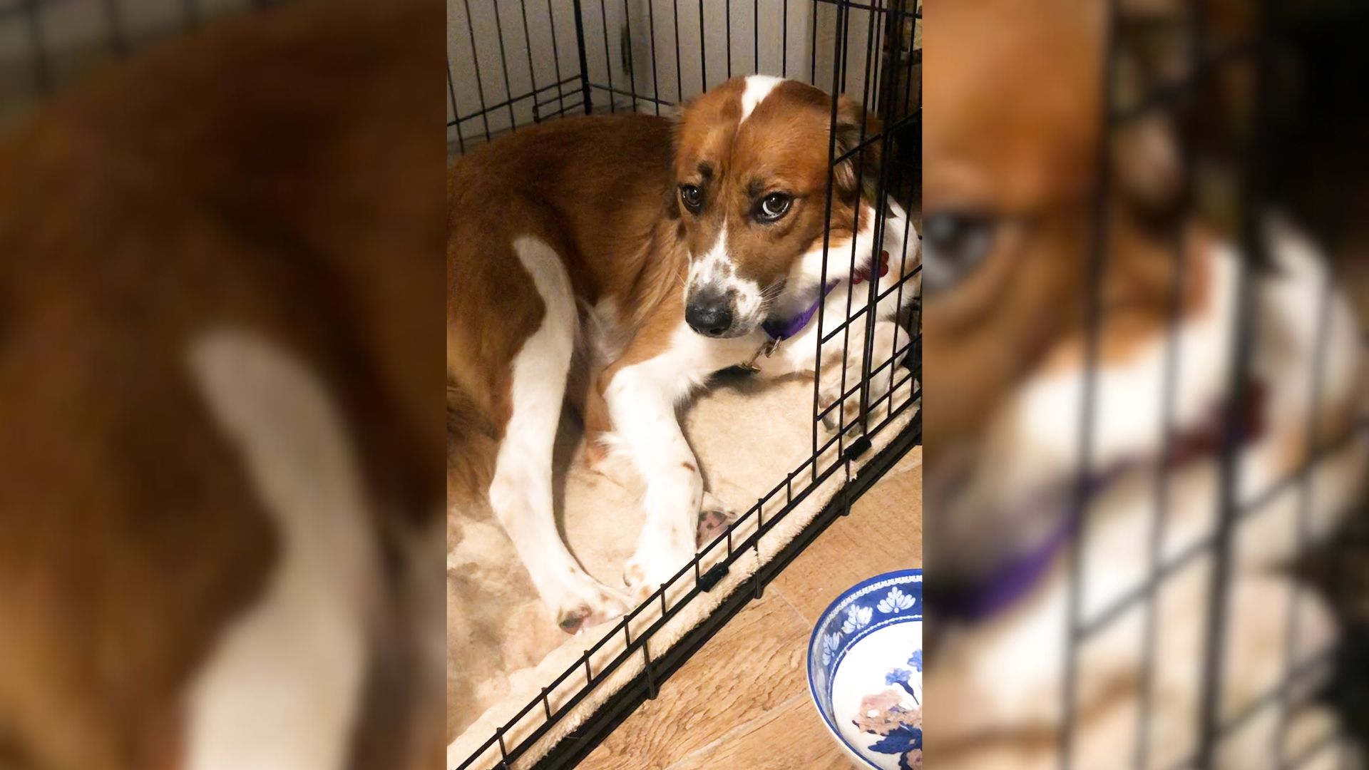 A Frightened Dog Refused To Leave The Crate Even After She Was Adopted