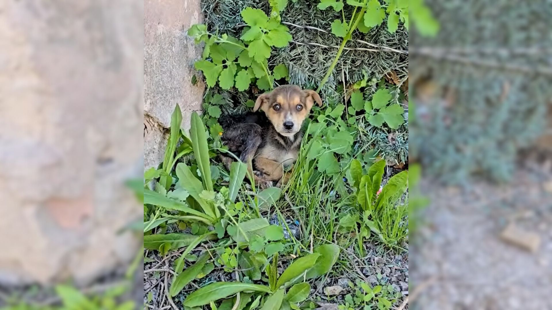 A Frightened Little Puppy Couldn’t Hold Back His Tears After His Family Left Him All Alone