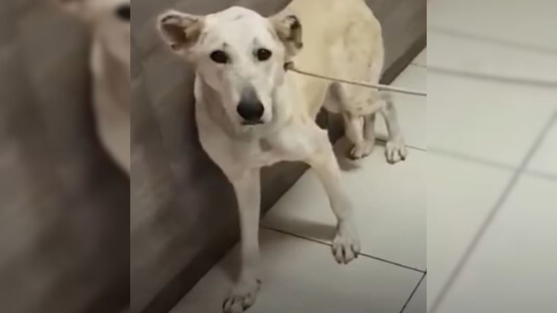 This Pup Was Almost Euthanized But Then She Met Somebody Truly Amazing