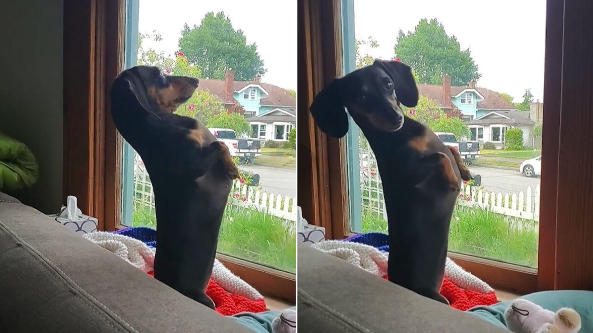 A Funny Dog Likes To Stand Upright While Looking Out The Window