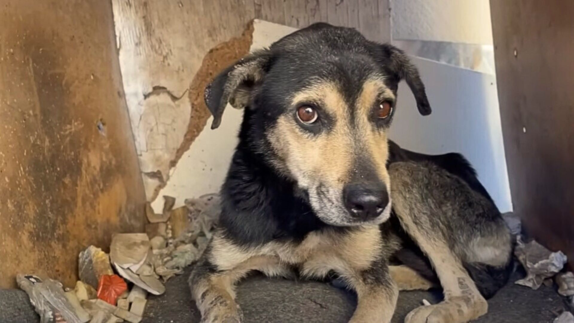 This ‘Unwanted Pup’ Showed That He Still Wants To Be Loved When He Met His New Mom