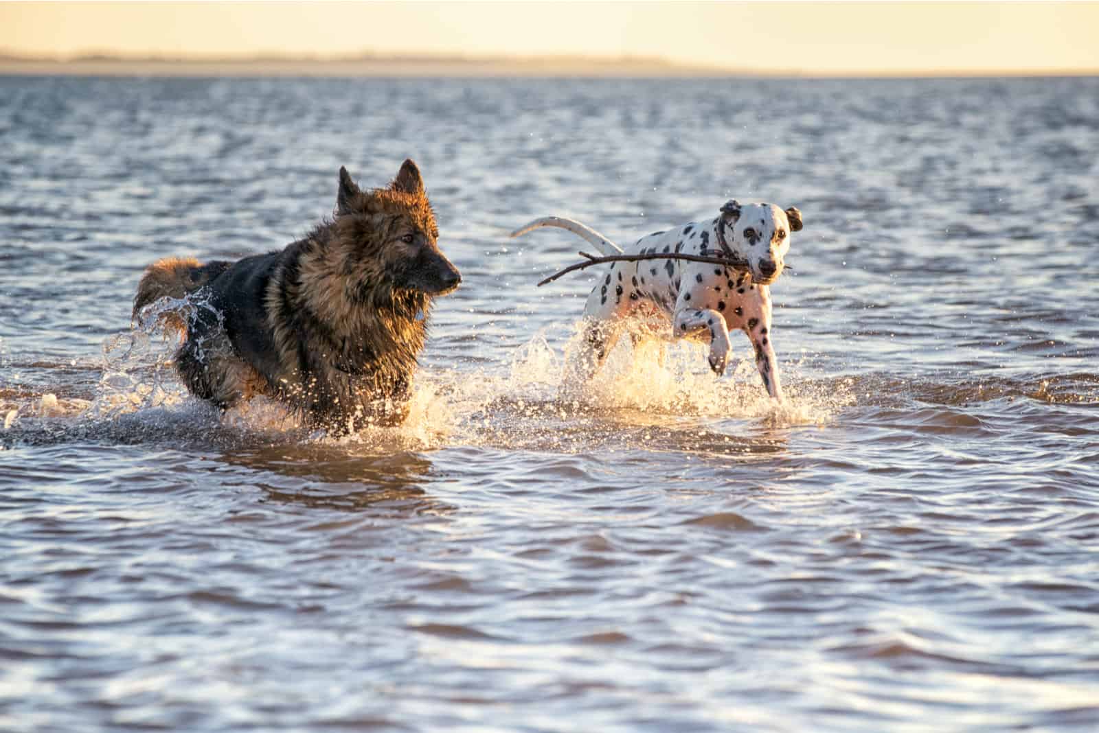 a German Shepherd and a Dalmatian run by the sea