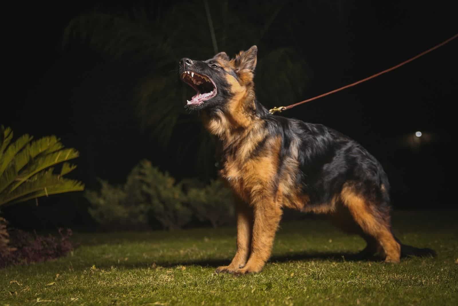 a German Shepherd dog barks