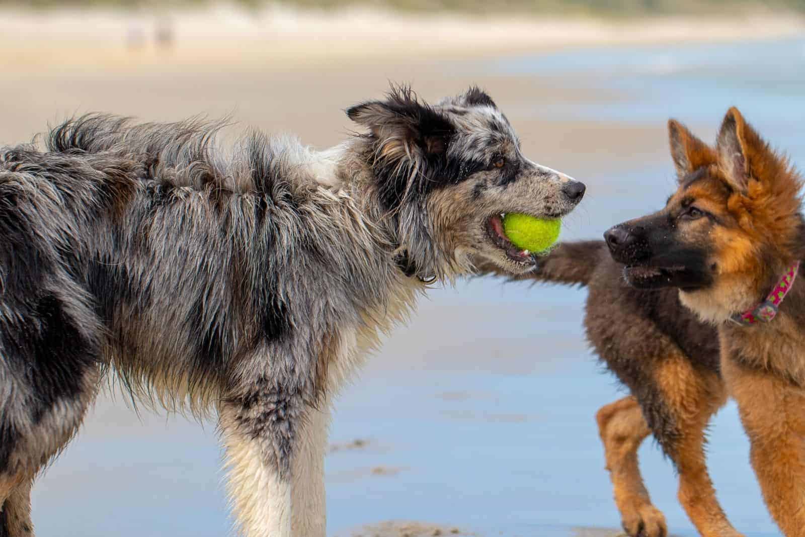 a German Shepherd dog plays with another dog