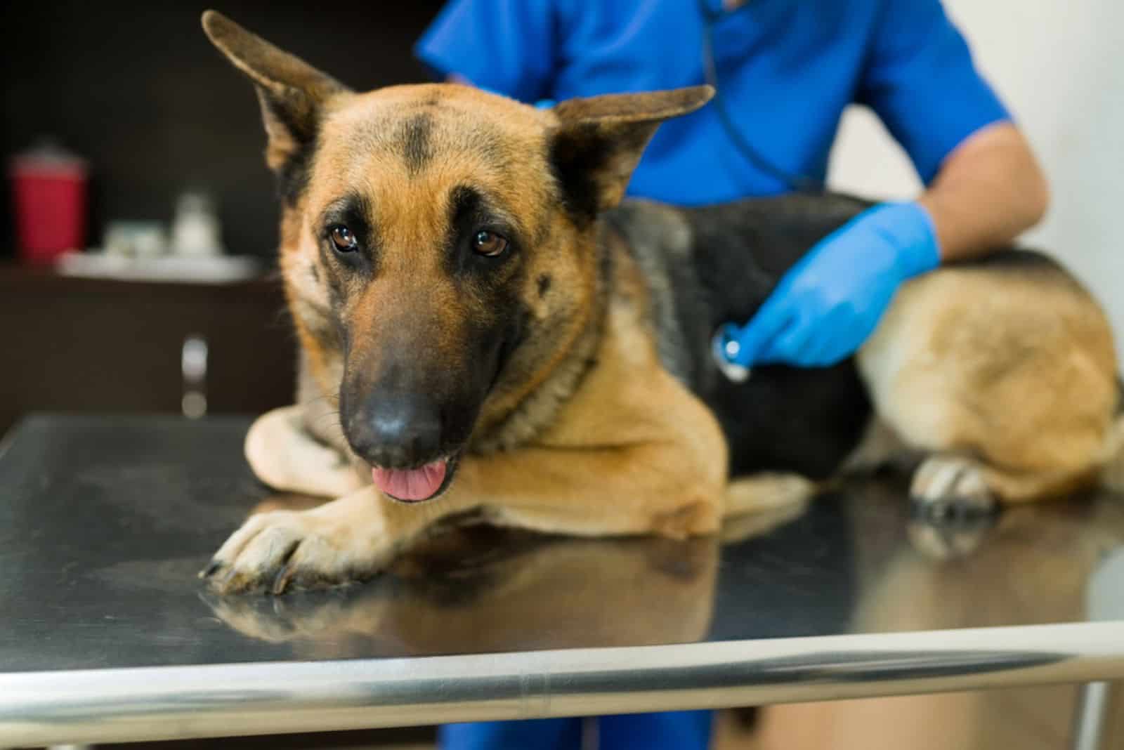 a German shepherd has a stomach ache