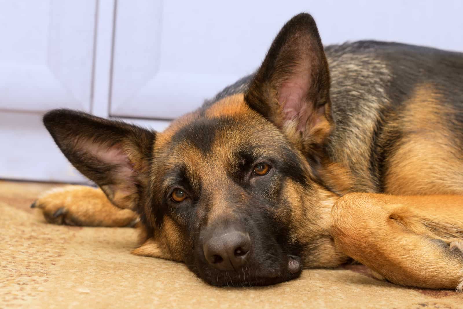 a German Shepherd is lying on the carpet