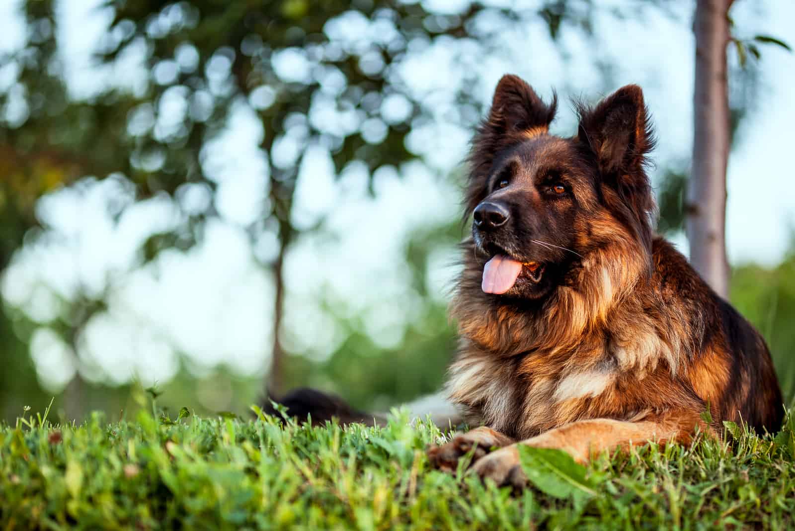 a German Shepherd is lying on the grass