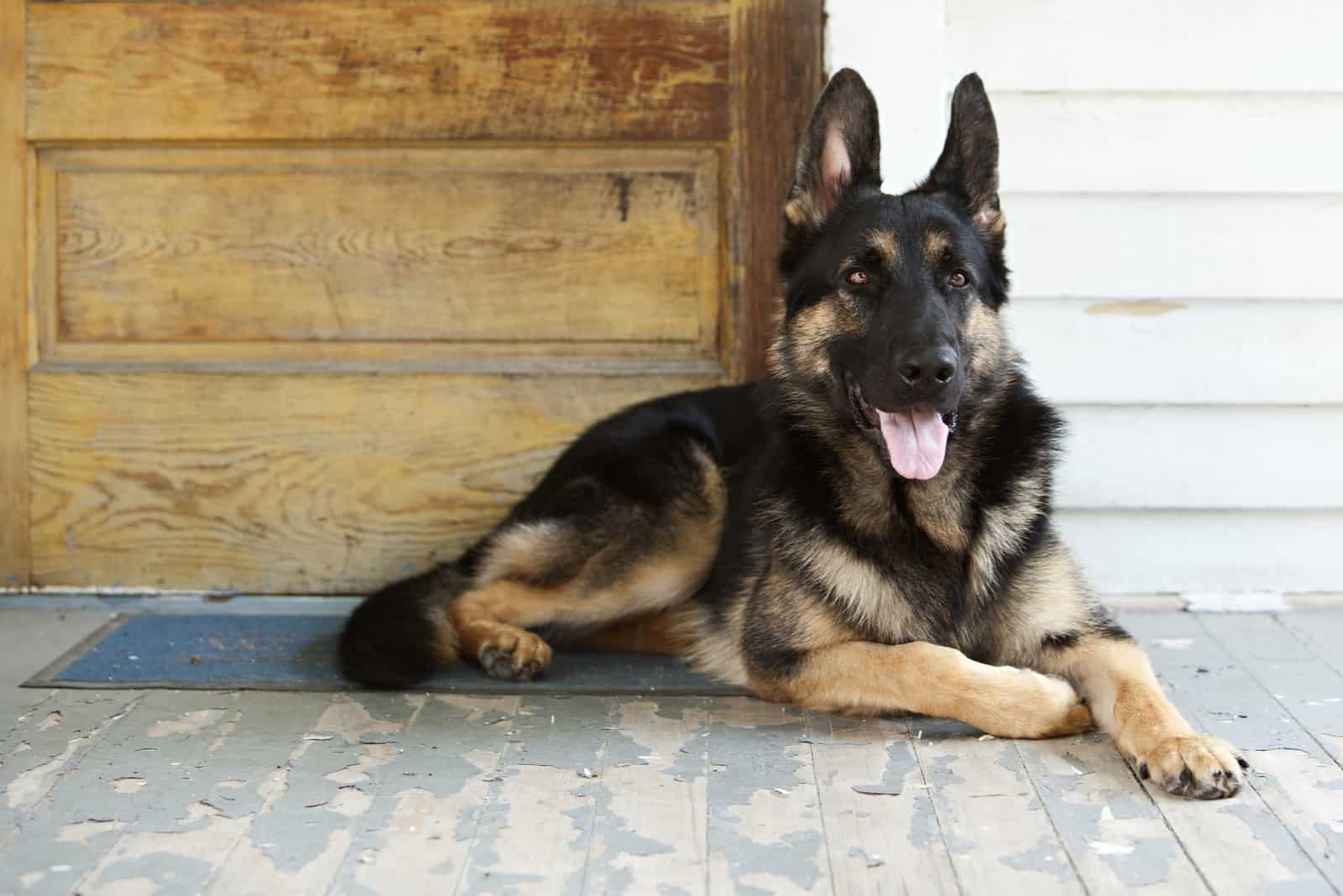 a German Shepherd is sitting by the door