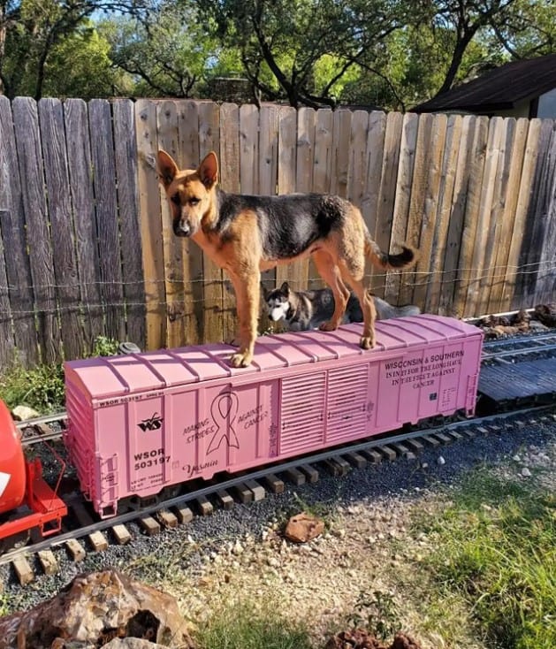 a German shepherd is standing on a cart