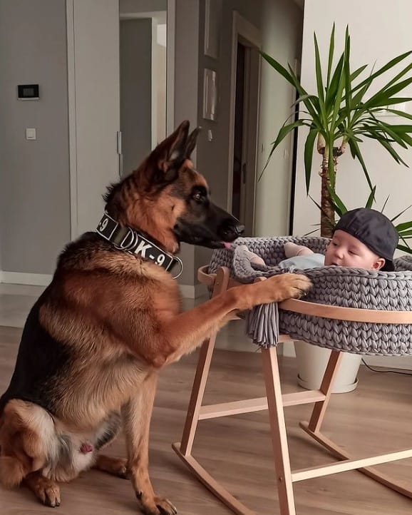 a German shepherd looks after a baby in a cradle