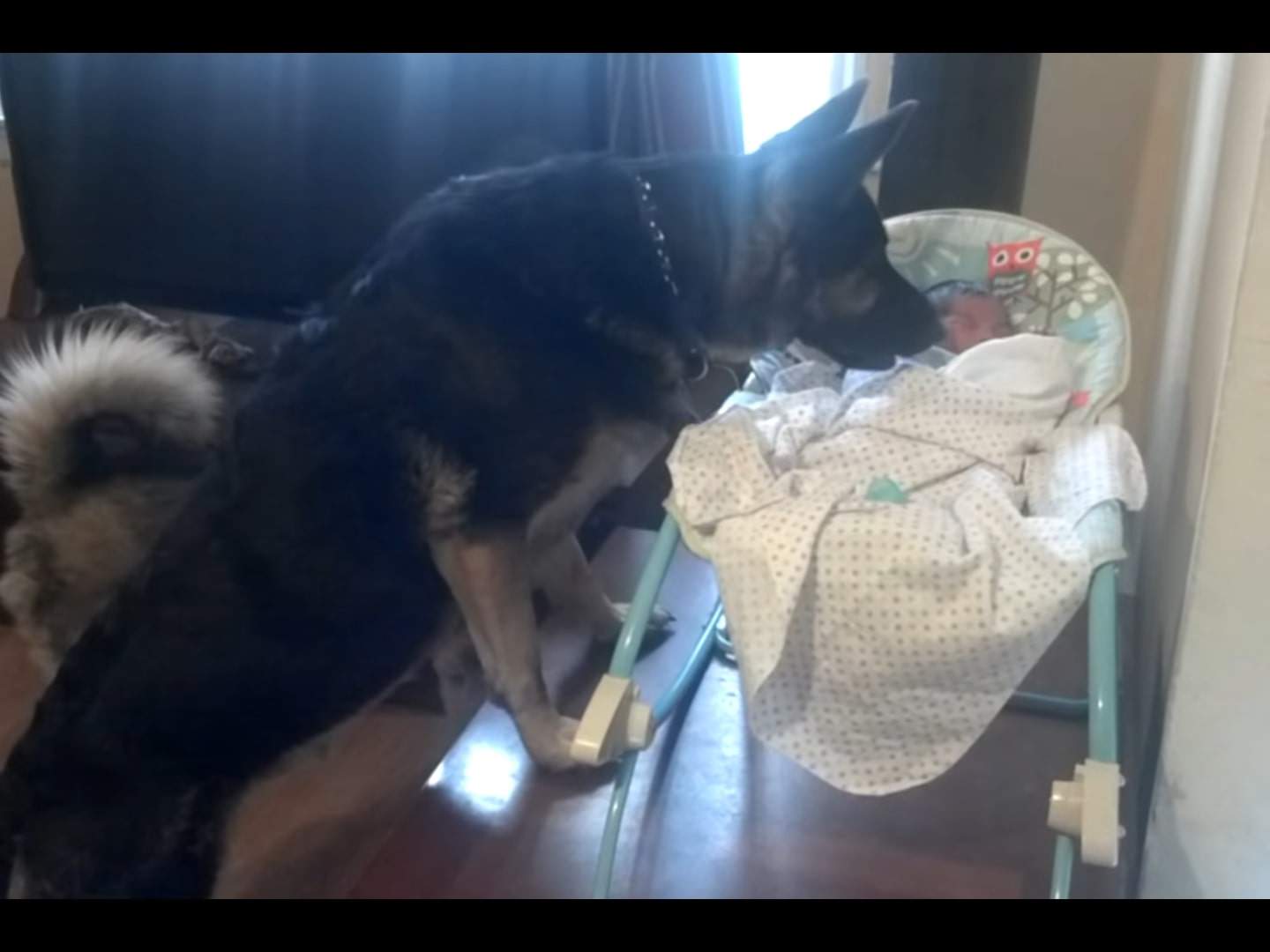 a German shepherd looks after the child