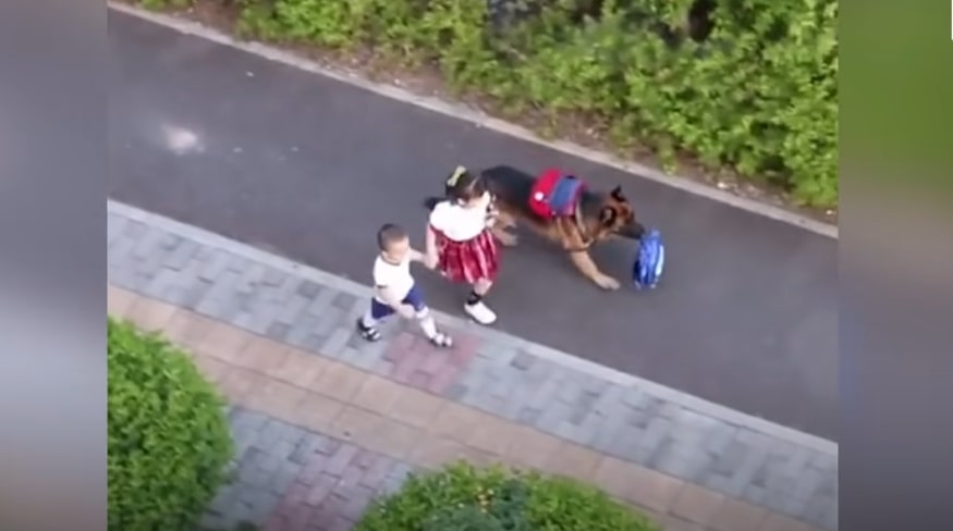 a German shepherd looks after the children while they are walking down the street