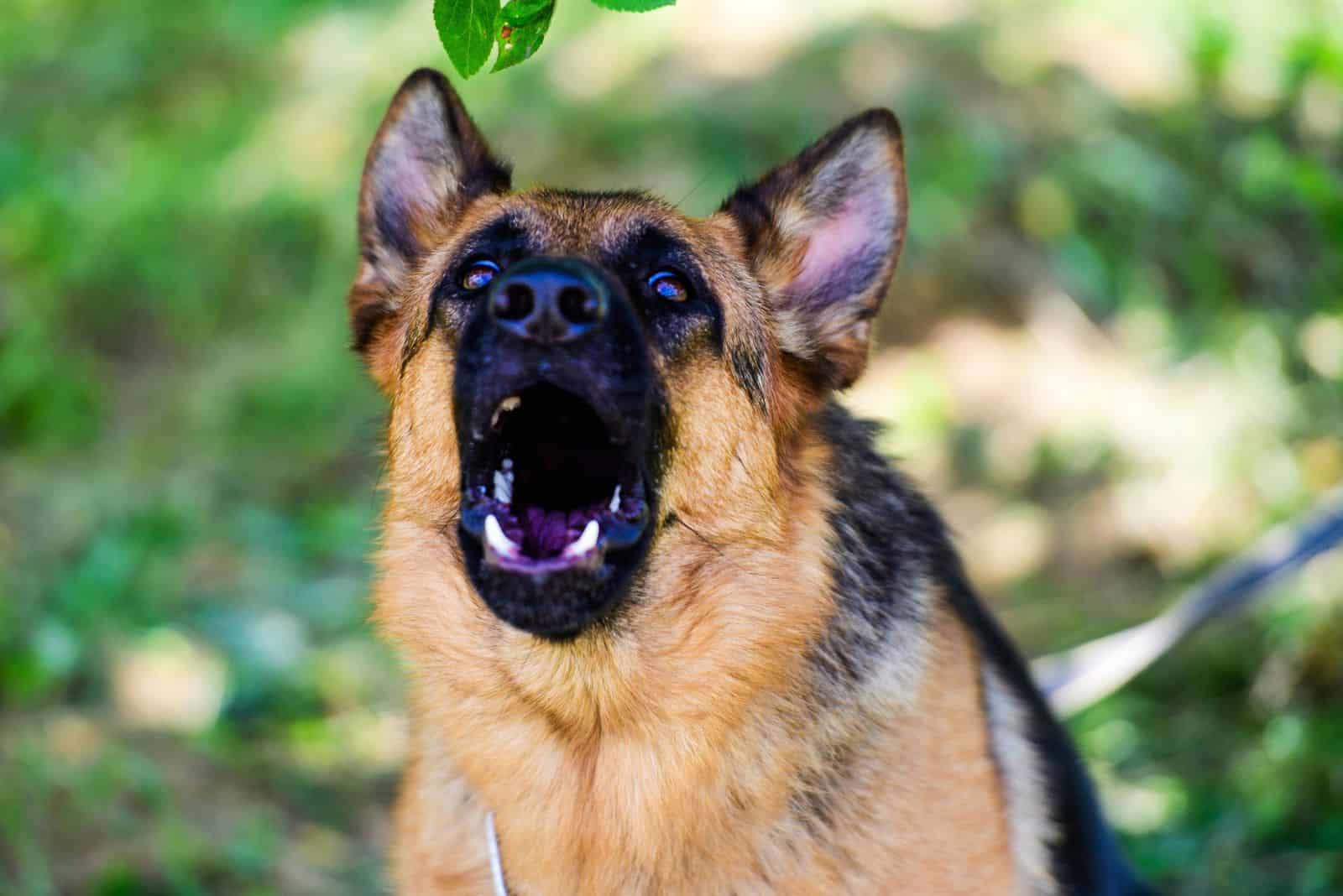 a German shepherd on a leash barks