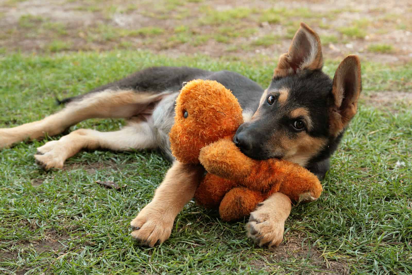 a German Shepherd plush toy