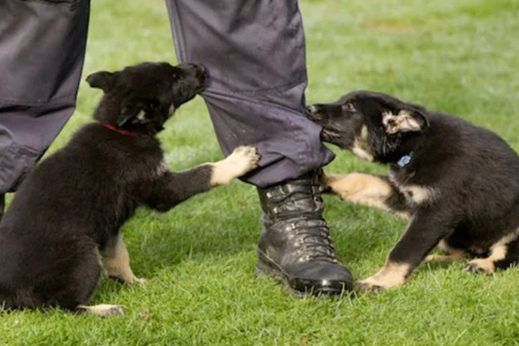 a German shepherd puppy bites a man's leg