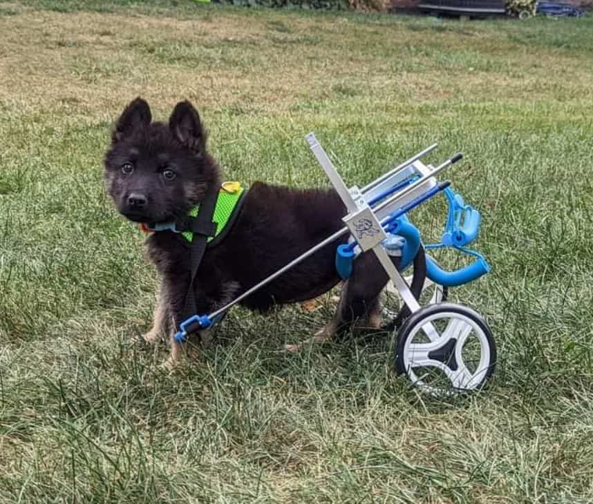 a German Shepherd puppy with an aid