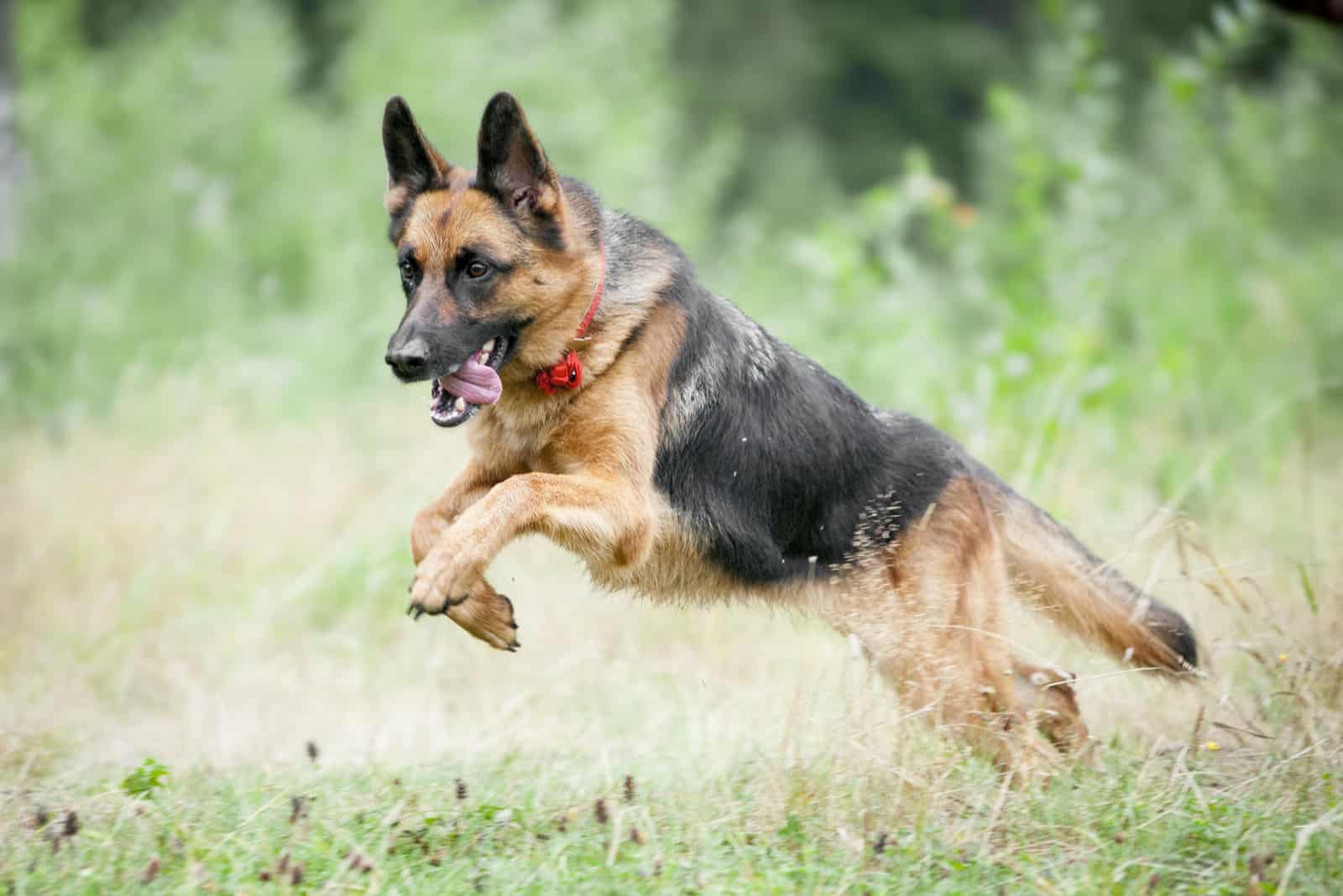 a German Shepherd runs across the field