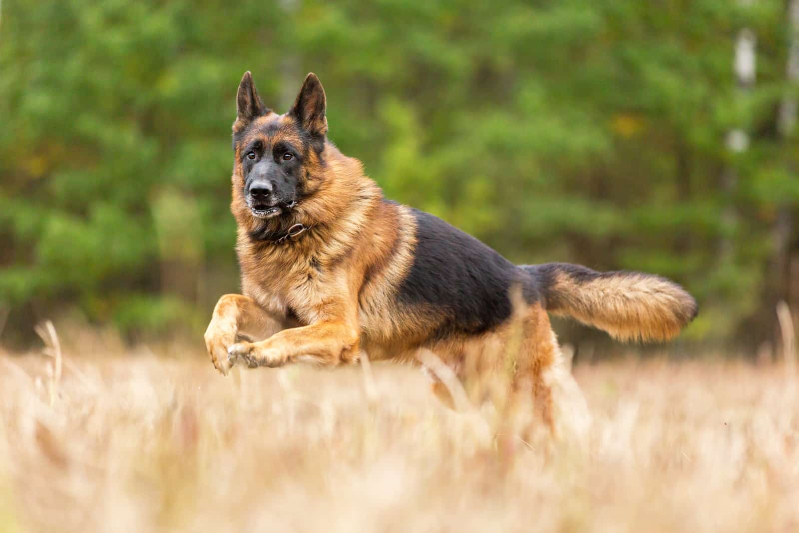 a German shepherd runs through a field of grain