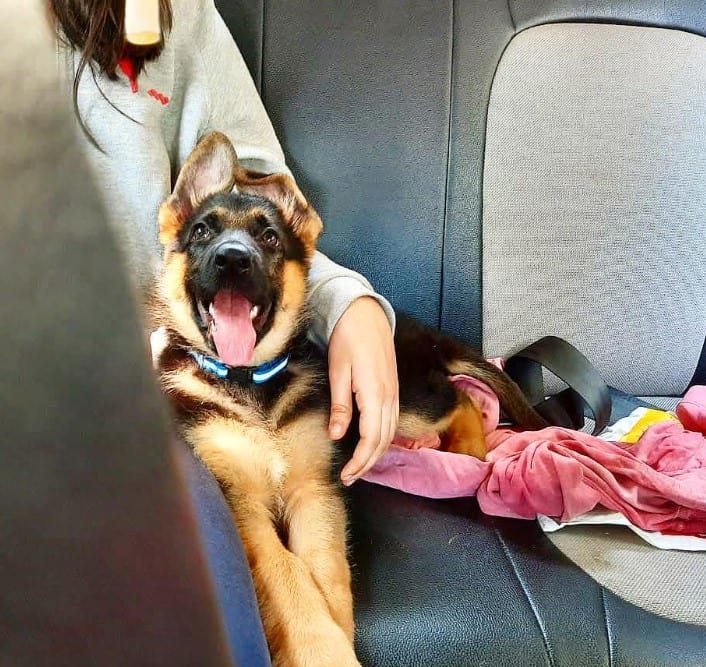 a german shepherd sits next to a woman in a car