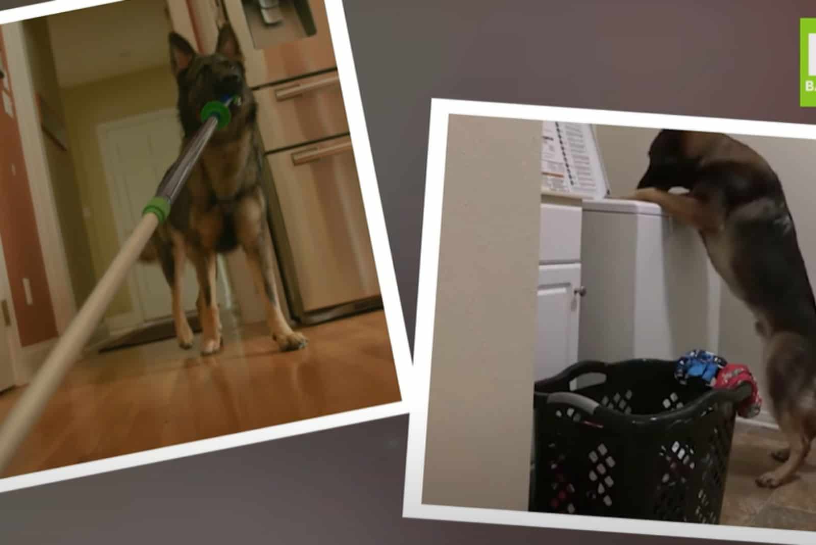 A German Shepherd Specializes In Helping With The Housework