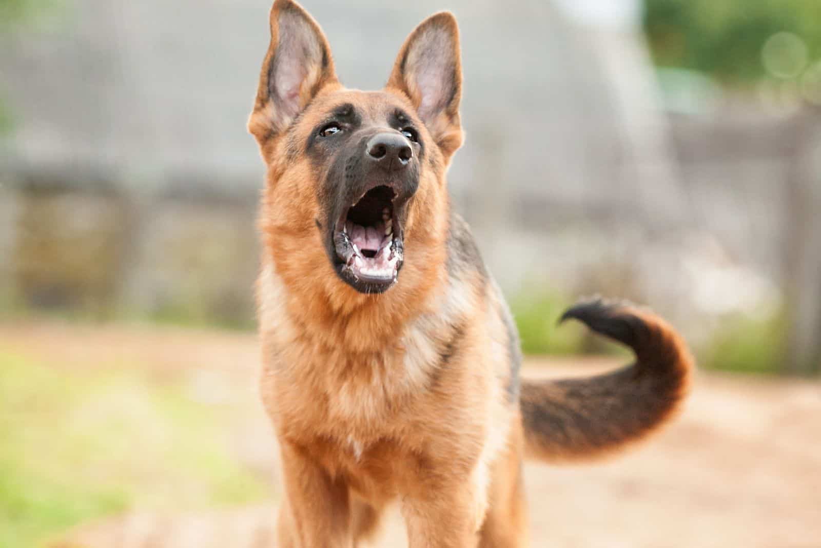 a German shepherd stands on the street and barks