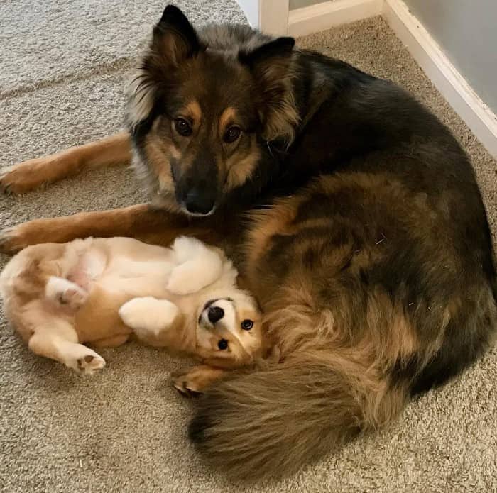 a German shepherd watches over a corgi