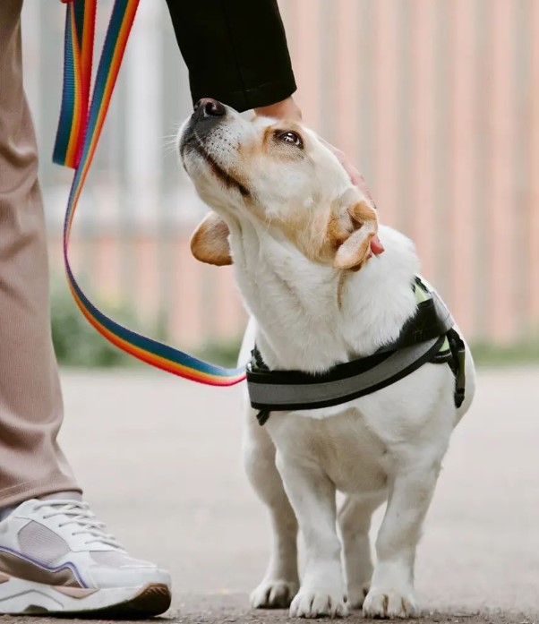 a girl is petting her dog while walking