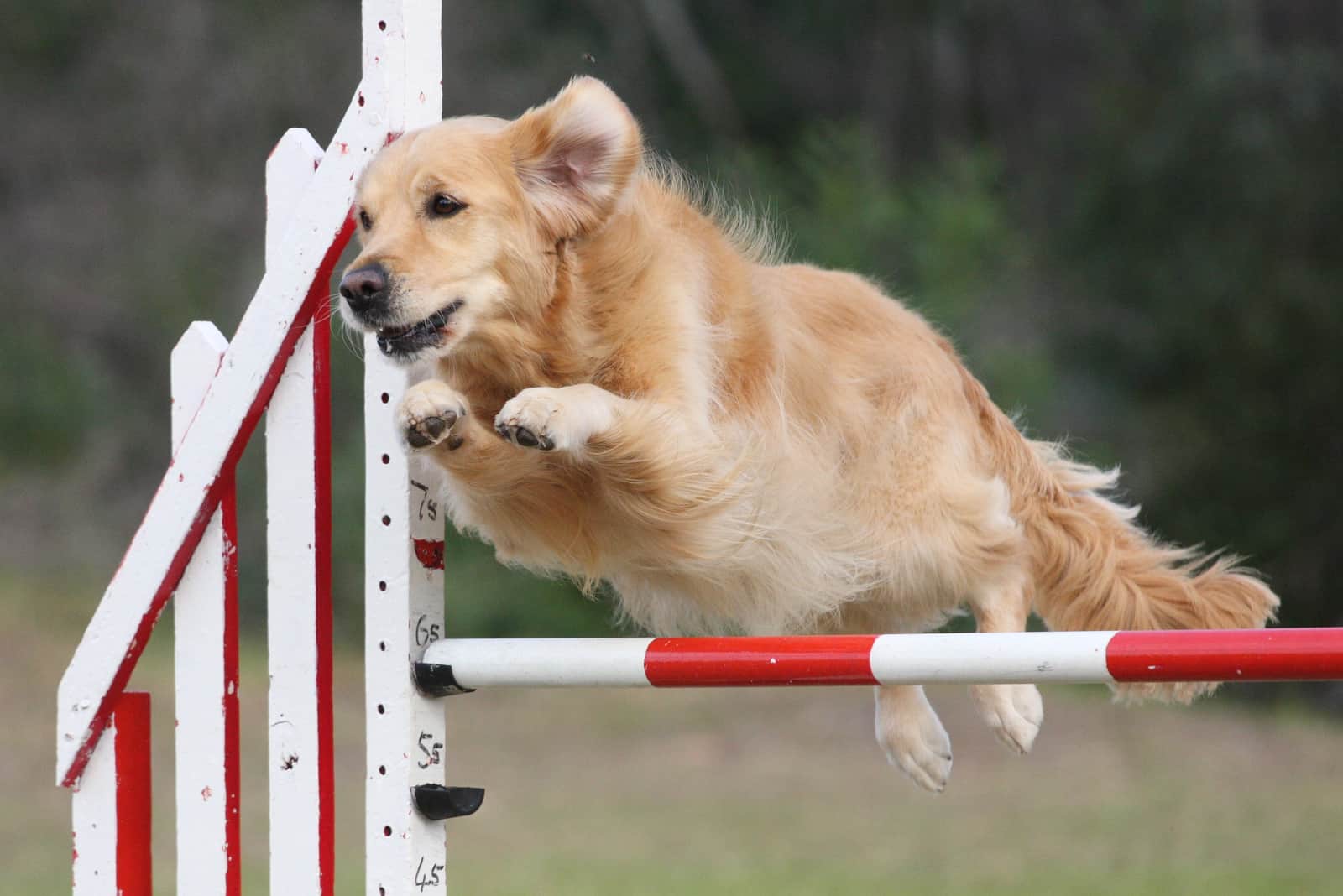 a golden retriever crosses an obstacle