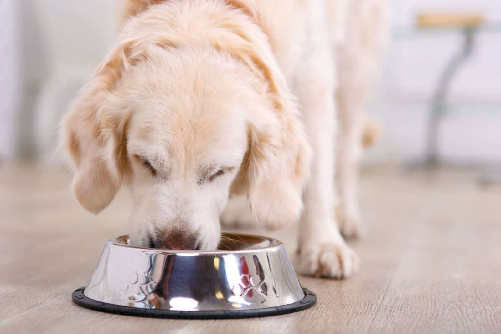 a golden retriever eats from a bowl