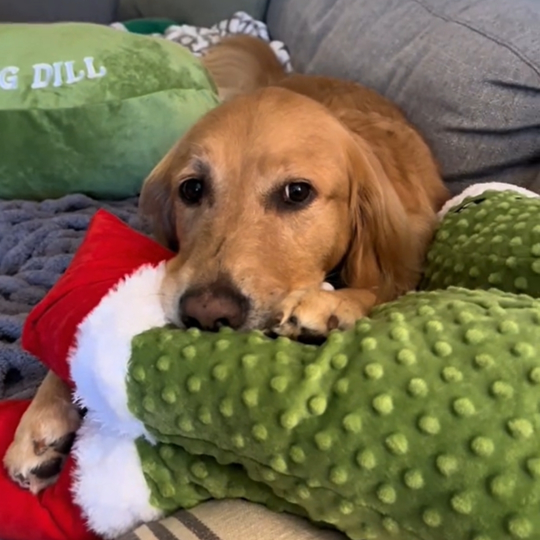 A golden retriever is lying on a green blanket