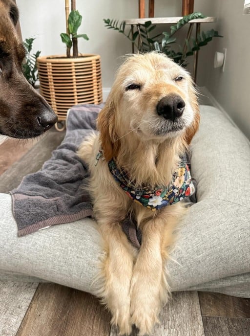 a golden retriever is lying on a pillow