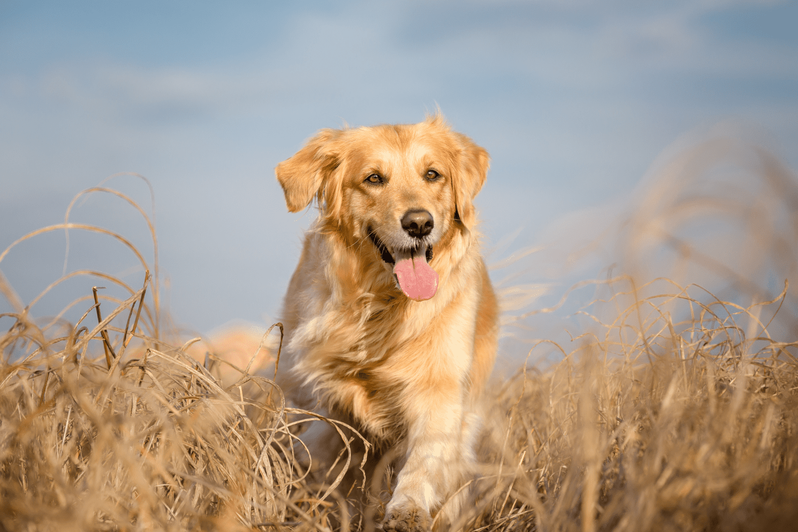 a golden retriever runs through a field of wheat