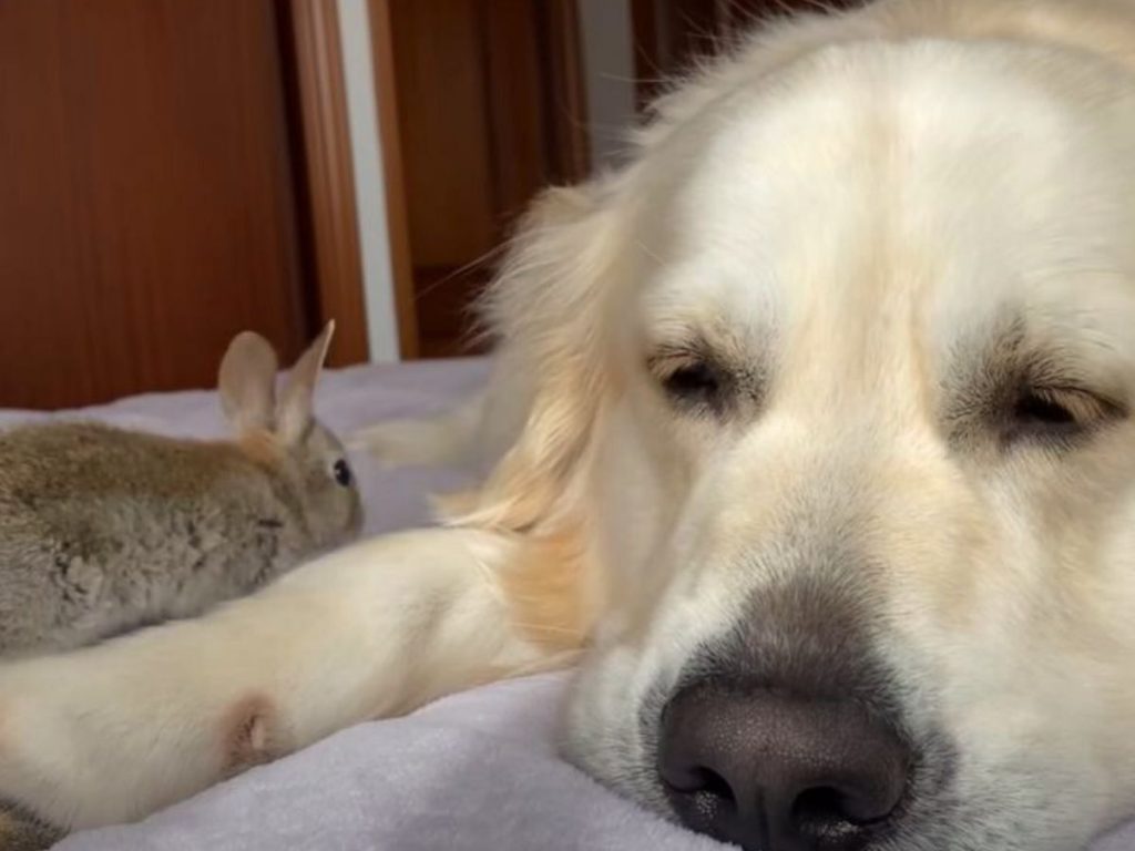 a golden retriever sleeps next to a bunny