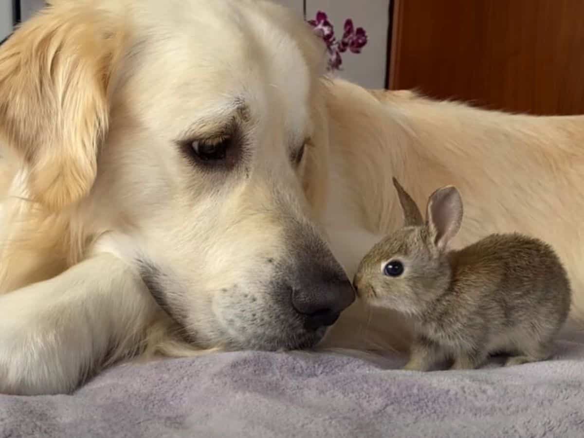 a golden retriever sniffs a rabbit