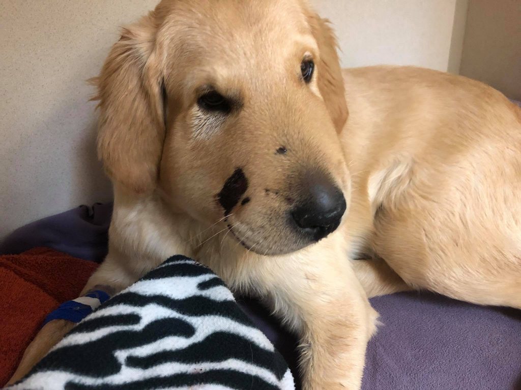 a golden retriever with a swollen cheek and a sad look