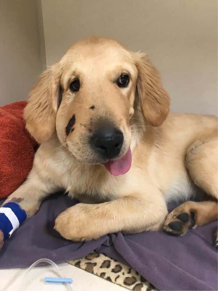 a golden retriever with a swollen cheek and tongue sticking out