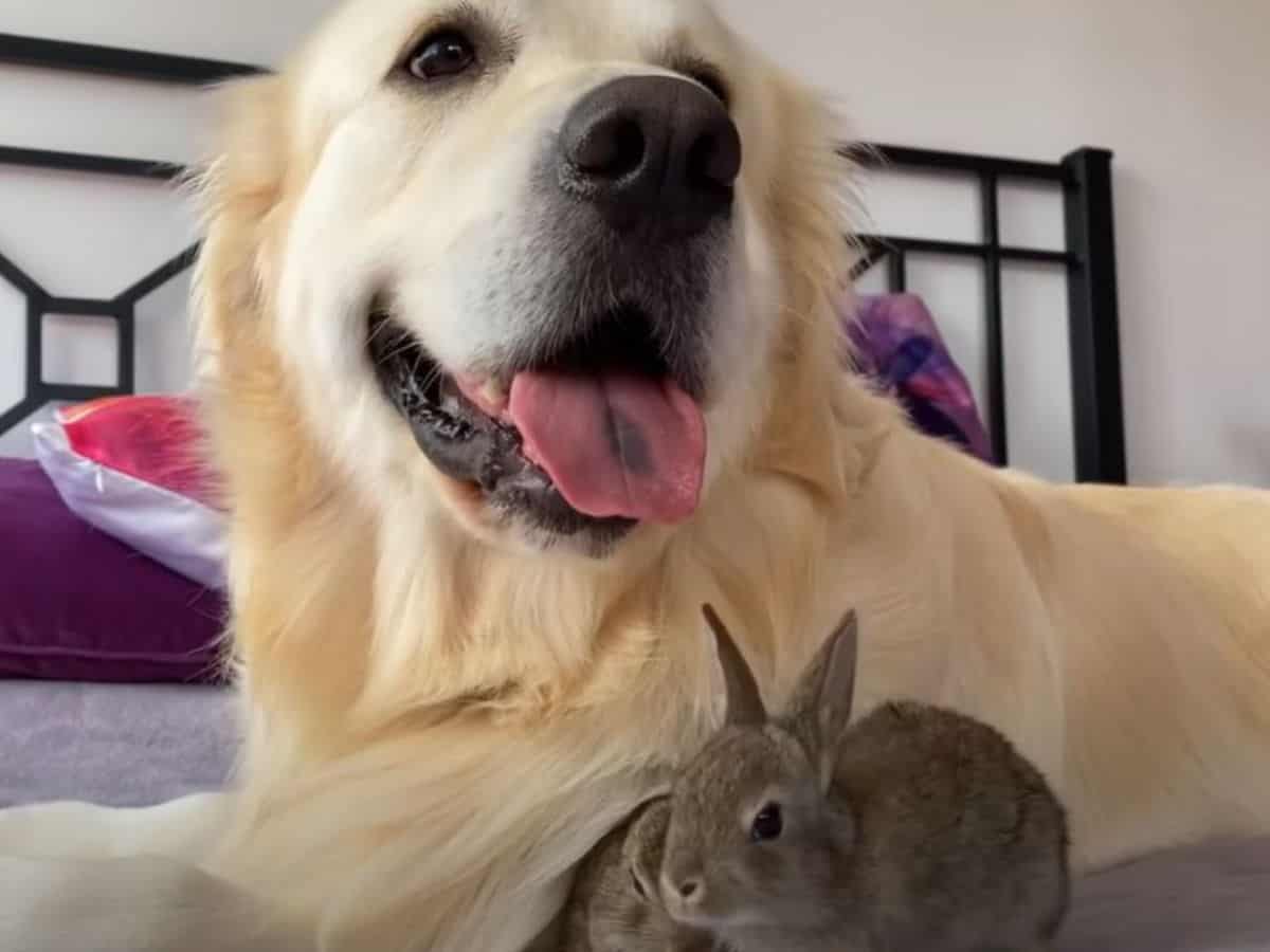 a golden retriever with his tongue out takes care of the bunnies