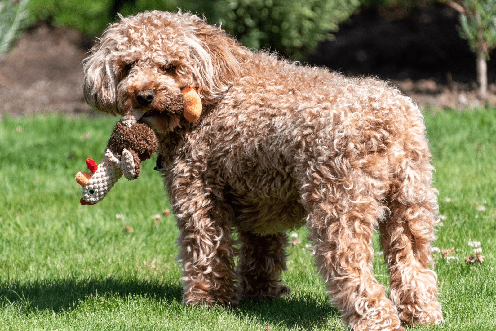 A goldendoodle holds a braided honey in its mouth